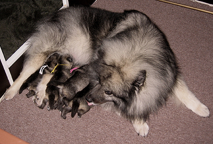 Rocky&Donske