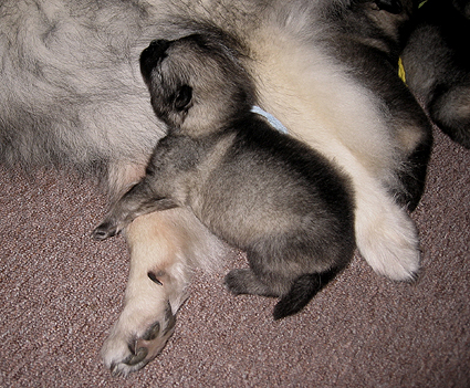 Rocky&Donske