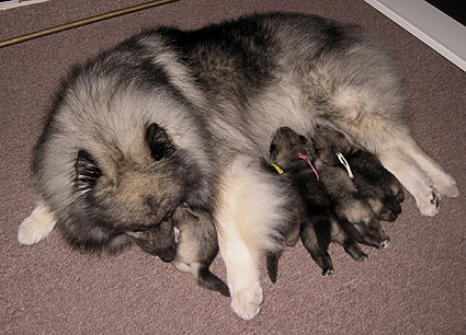 Rocky&Donske