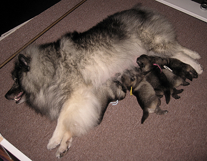 Rocky&Donske