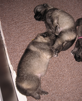 Rocky&Donske