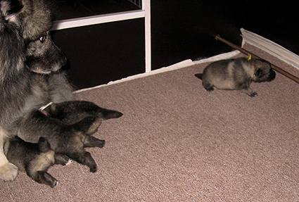 Rocky&Donske