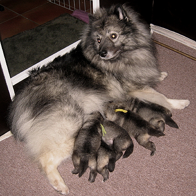 Rocky&Donske
