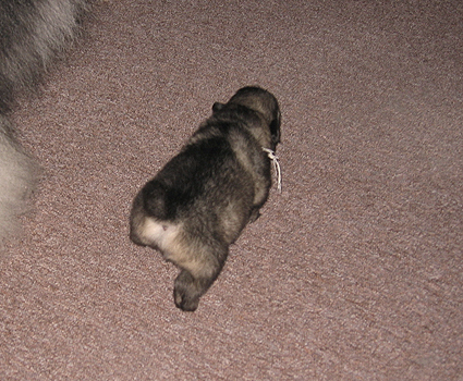 Rocky&Donske
