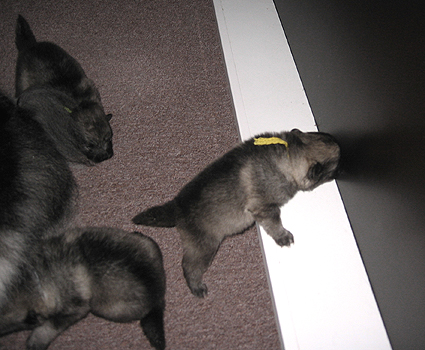 Rocky&Donske