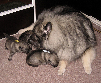 Rocky&Donske