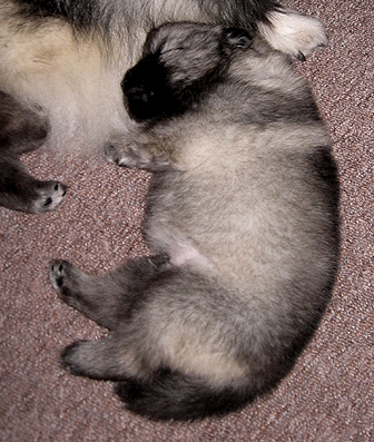 Rocky&Donske