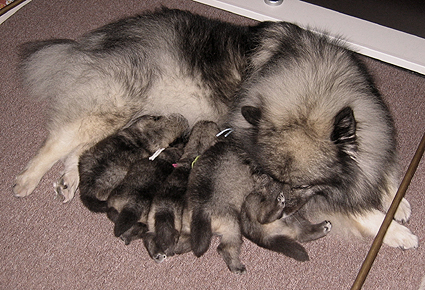 Rocky&Donske