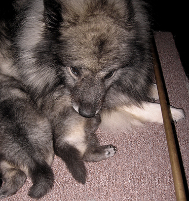 Rocky&Donske