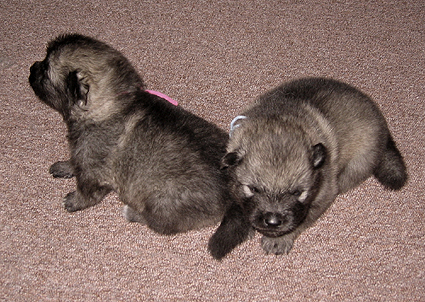 Rocky&Donske