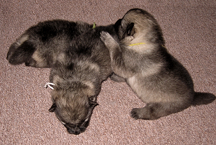 Rocky&Donske