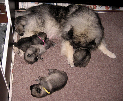 Rocky&Donske