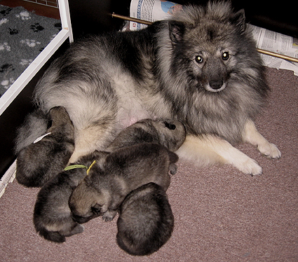 Rocky&Donske