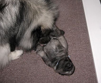 Rocky&Donske