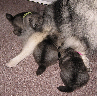 Rocky&Donske