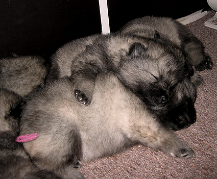 Rocky&Donske