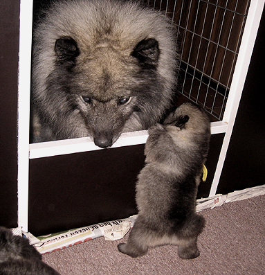 Rocky&Donske