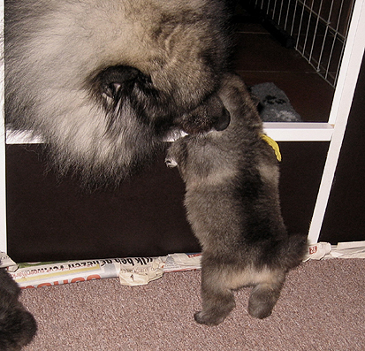 Rocky&Donske