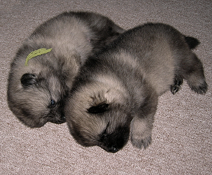 Rocky&Donske