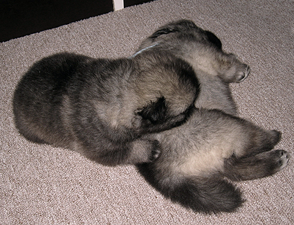 Rocky&Donske