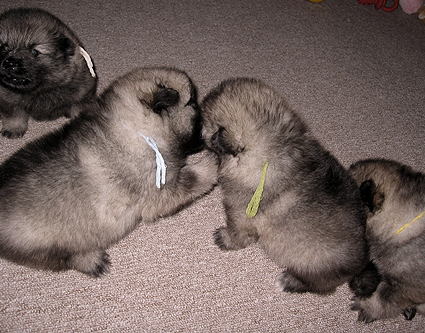 Rocky&Donske