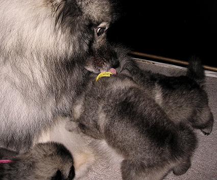 Rocky&Donske
