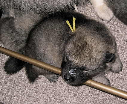 Rocky&Donske