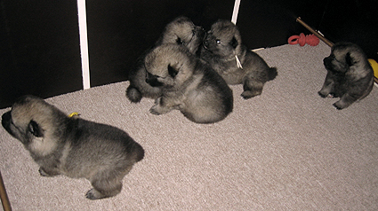 Rocky&Donske