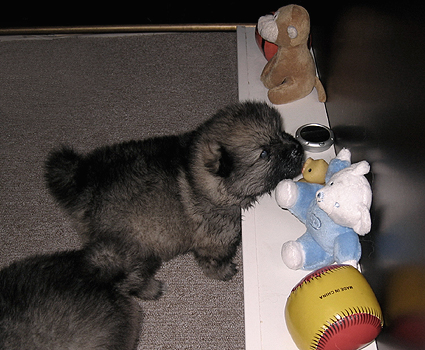 Rocky&Donske