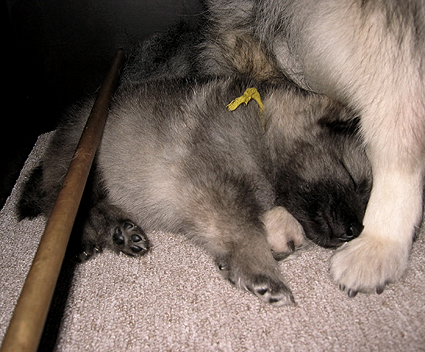 Rocky&Donske