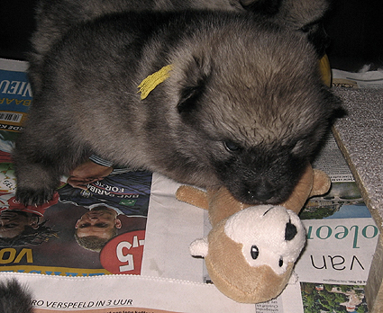 Rocky&Donske