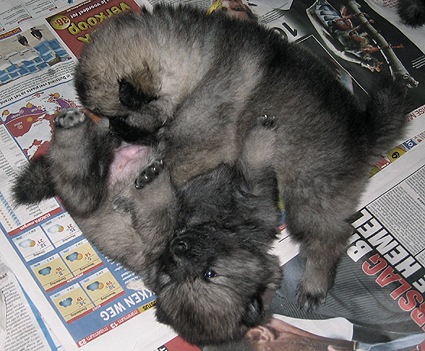 Rocky&Donske