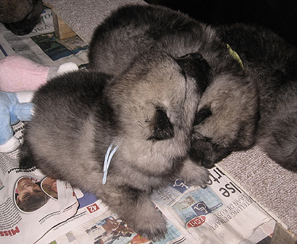 Rocky&Donske
