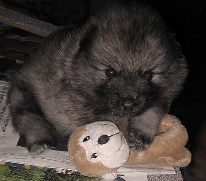 Rocky&Donske