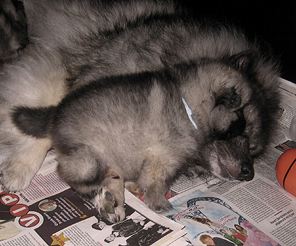 Rocky&Donske