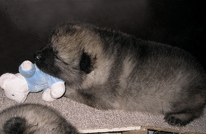 Rocky&Donske