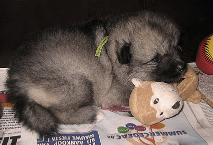 Rocky&Donske