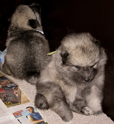 Rocky&Donske