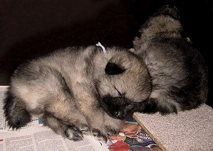 Rocky&Donske