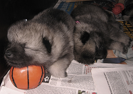 Rocky&Donske