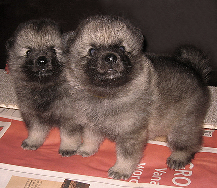 Rocky&Donske