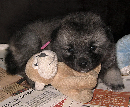Rocky&Donske