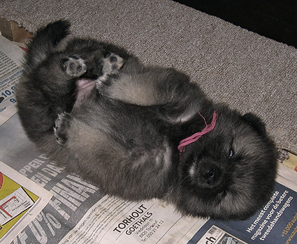 Rocky&Donske