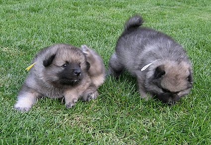 Rocky&Donske