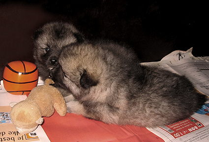 Rocky&Donske