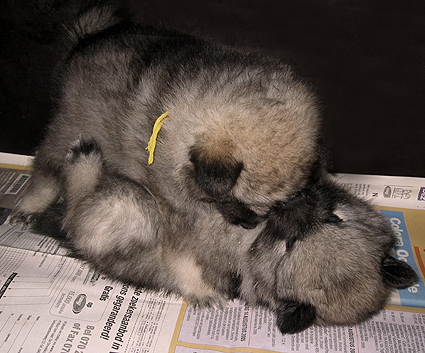 Rocky&Donske