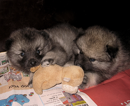 Rocky&Donske