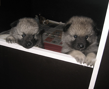 Rocky&Donske