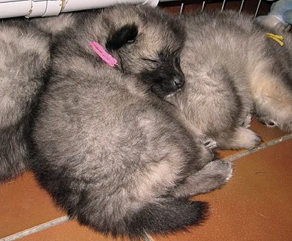 Rocky&Donske