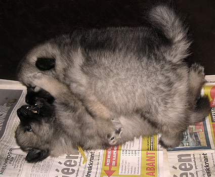 Rocky&Donske